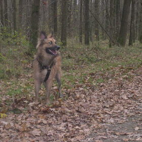 Hondenfoto van Melissa & Rosco