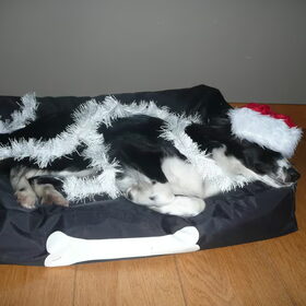 woody in kerstsfeer