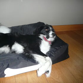 woody in kerstsfeer,strikje!!! =)