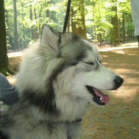 effe wegdromen