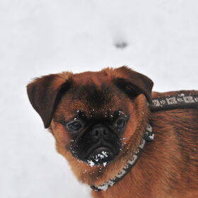 Skip in de sneeuw