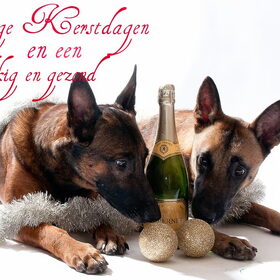 Hondenfoto van De Mecheltjes clan