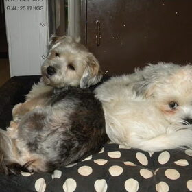 Hondenfoto van Melissa, Dempsey, Taiko, Minos & *Nina*