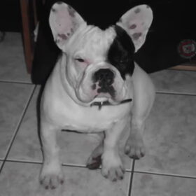 da s ons zorbah,hij is doof geboren ma is ne hele lieve…