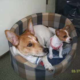 Hondenfoto van nora jazzy en poppy