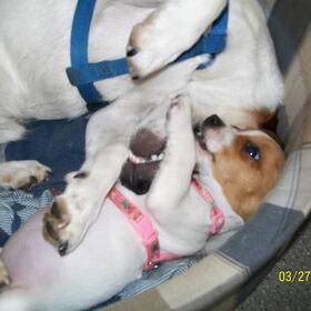 spelen