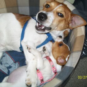 Hondenfoto van nora jazzy en poppy