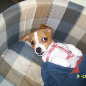 baby poppy