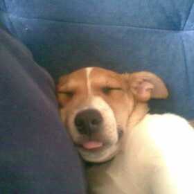 lief hoor