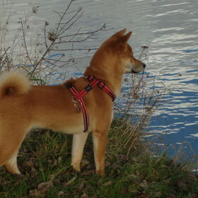 Prachtige foto van Kenai aan de sint pietersplas :D