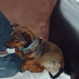 Dit is Doggie ons logeetje en vriend van Luna