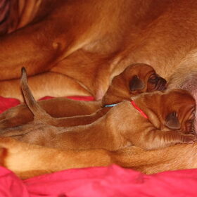 Pups Benthe van de Paterhoek en Wade Wolf z Orisku geboren op…