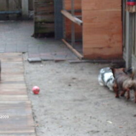 Doggie neust voor het eerst in zijn leven met een konijntje