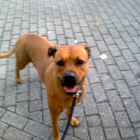 Mijn hond kayra