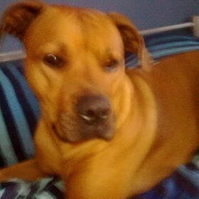 Mijn hond kayra