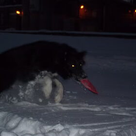 weer of geen weer ze zal die frisbee vangen