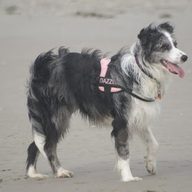 Hondenfoto van Pamela en Dazzle en Gentle