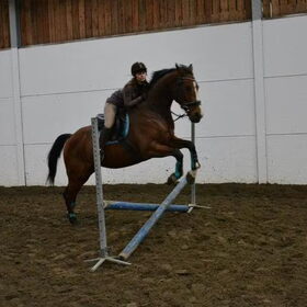 Mn paard Raddy