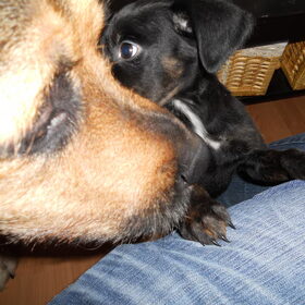 Hondenfoto van Claudia & Tank