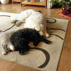 onze grootste hond met buddy samen op 11 december
