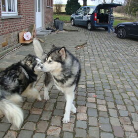 toch wel een knapperd diene Yaco