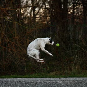 Hondenfoto van alex en lady