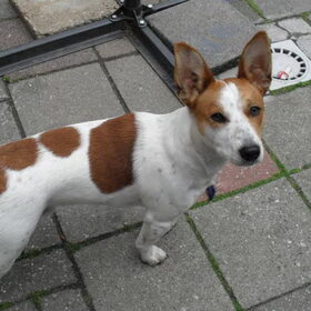 max broer van jazzy