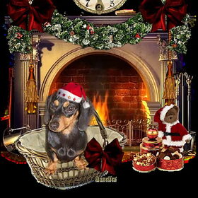 Buddy kerstfoto 2010