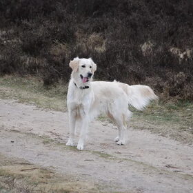 Wat was je toch een superhond!