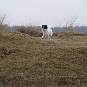 Hondenfoto van Chocomelk van Jessy & Storm en ***Blondie & Tara***