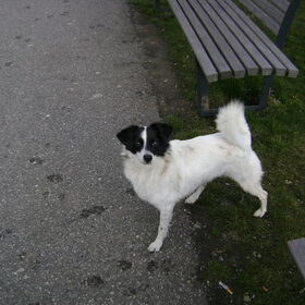 Hondenfoto van Chocomelk van Jessy & Storm en ***Blondie & Tara***
