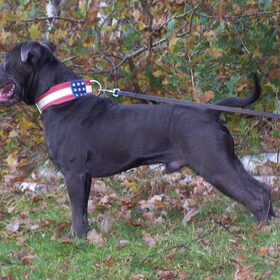 Hondenfoto van Chris, Yankee & Chinook & Suga