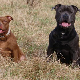 Yankee (amstaff) met zijn vriendin Lola (Apbt)