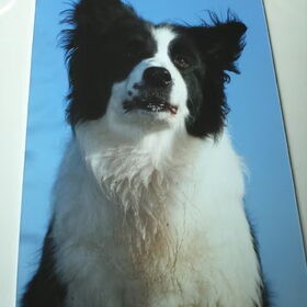 Fotoshoot Taz