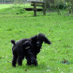 Hondenfoto van woopy en faith