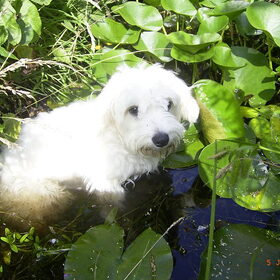 Tijdens de warme zomer van 2007 bedacht onze toenmalige pup…