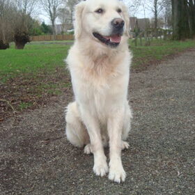 Hondenfoto van Lotte&Guus de Golden*