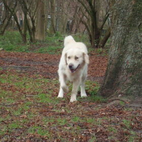 Hondenfoto van Lotte&Guus de Golden*