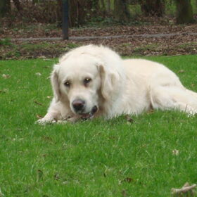 Hondenfoto van Lotte&Guus de Golden*