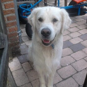 Hondenfoto van Lotte&Guus de Golden*