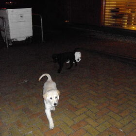 Hondenfoto van Brenda & Buddy & Bobby & Onyx