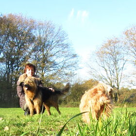 Hondenfoto van liesbeth,Turbo,Luna, Levi en Faith