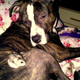 Rayo en Trasgo