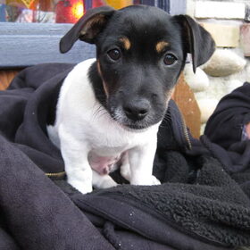Hier ben ik nog maar 11 weken oud en super schattig!