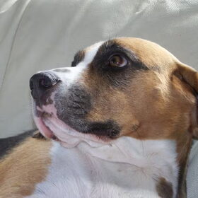Indy is vernoemd naar Indiana Jones.