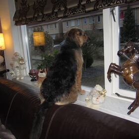 Hondenfoto van liesbeth,Turbo,Luna, Levi en Faith