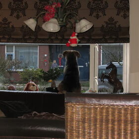 Hondenfoto van liesbeth,Turbo,Luna, Levi en Faith