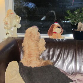 Hondenfoto van liesbeth,Turbo,Luna, Levi en Faith
