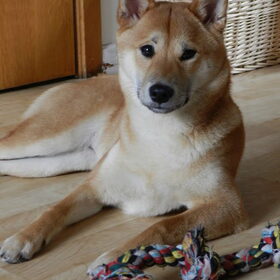 Kenai