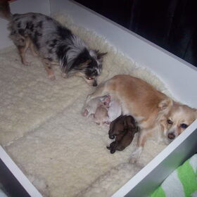 Vader, moeder en de 5 pups